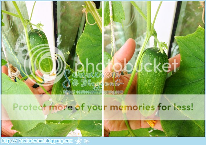 Hydroponic Vegetable Cucumber ปลูกแตงกวา แบบไร้ดิน