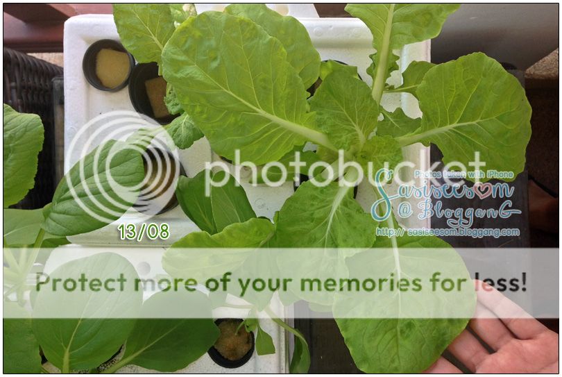 ปลูกผักกาดขาว ในน้ำ แบบไร้ดิน Hydroponic Chinese Cabbage