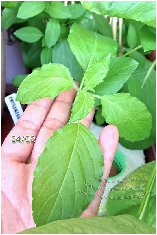 Hydroponics Thai Holy Basil ١ 㹹