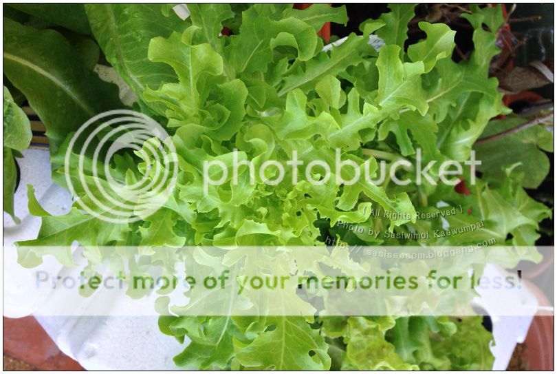 Hydroponics  Salad ปลูก ผักสลัด แบบไร้ดิน