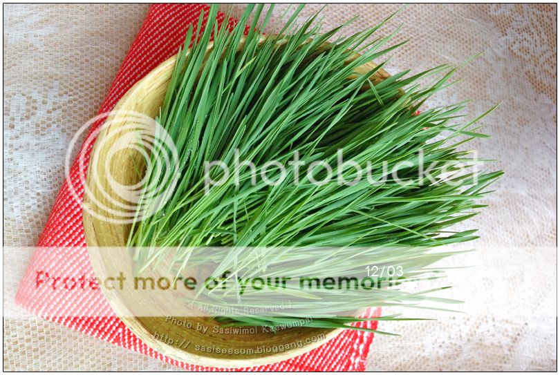 ปลูกต้นอ่อนข้าวสาลี Wheat Grass
