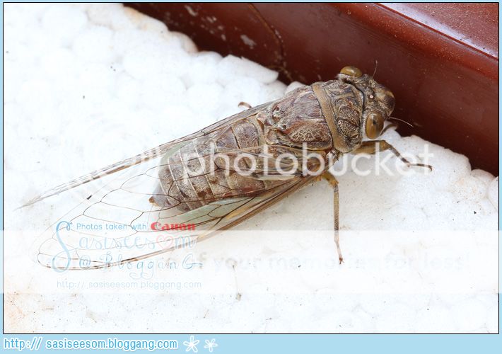 ٻ ѡ cicada
