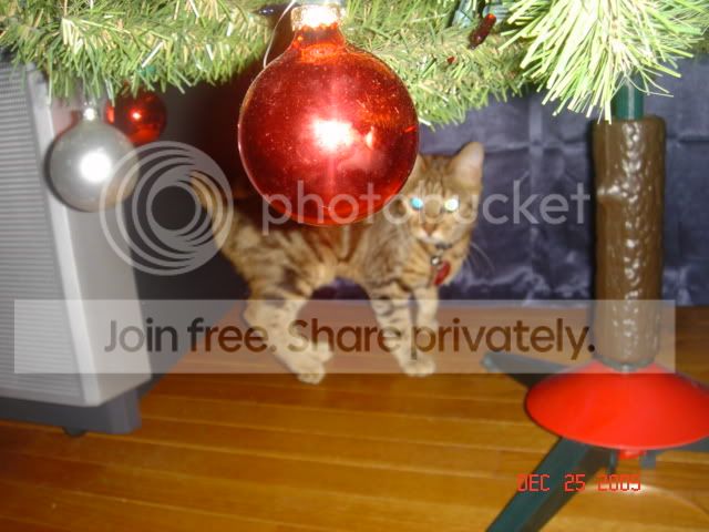 Image hosted by Photobucket.com