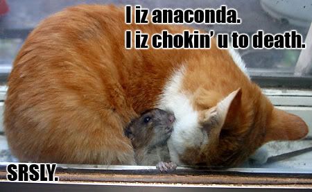 anaconda cat