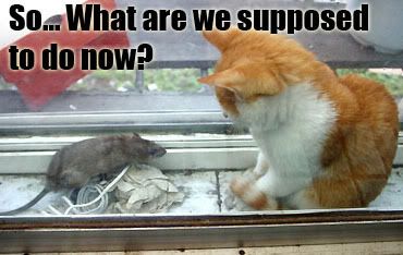clueless cat