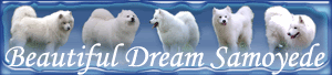 Beautiful Dream Samoyede